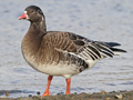 Ross's Goose x Lesser White-fronted Goose hybrid